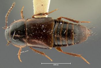 Media type: image;   Entomology 7346 Aspect: habitus dorsal view